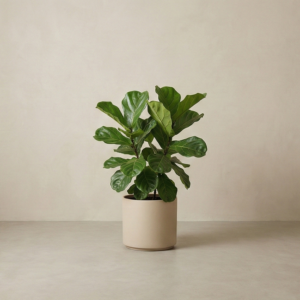 Fiddle Leaf Plant Pot